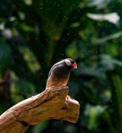 rain bird e-9c manual